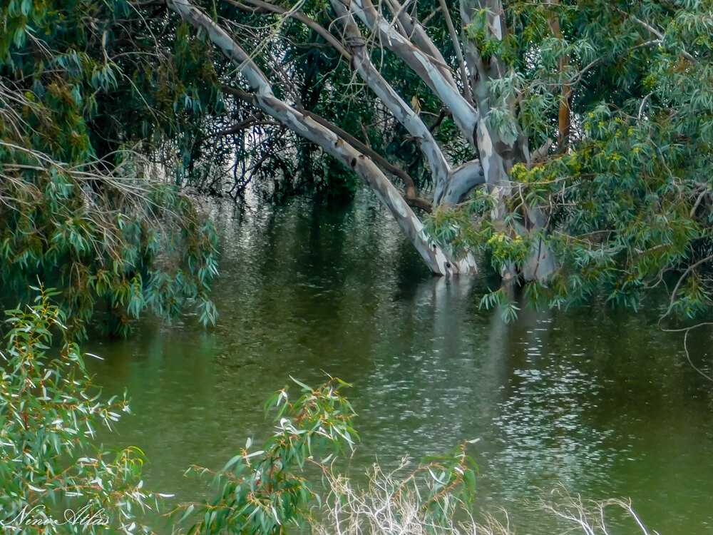 תצפית אל אגם הנקיק בראשון לציון