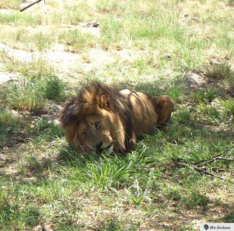 Park Lion and Safari 