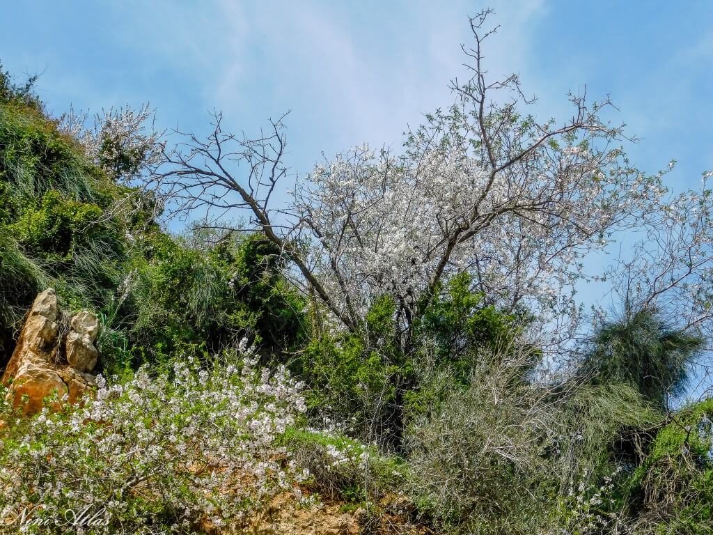 שקדיות שצומחות מתוך ההר