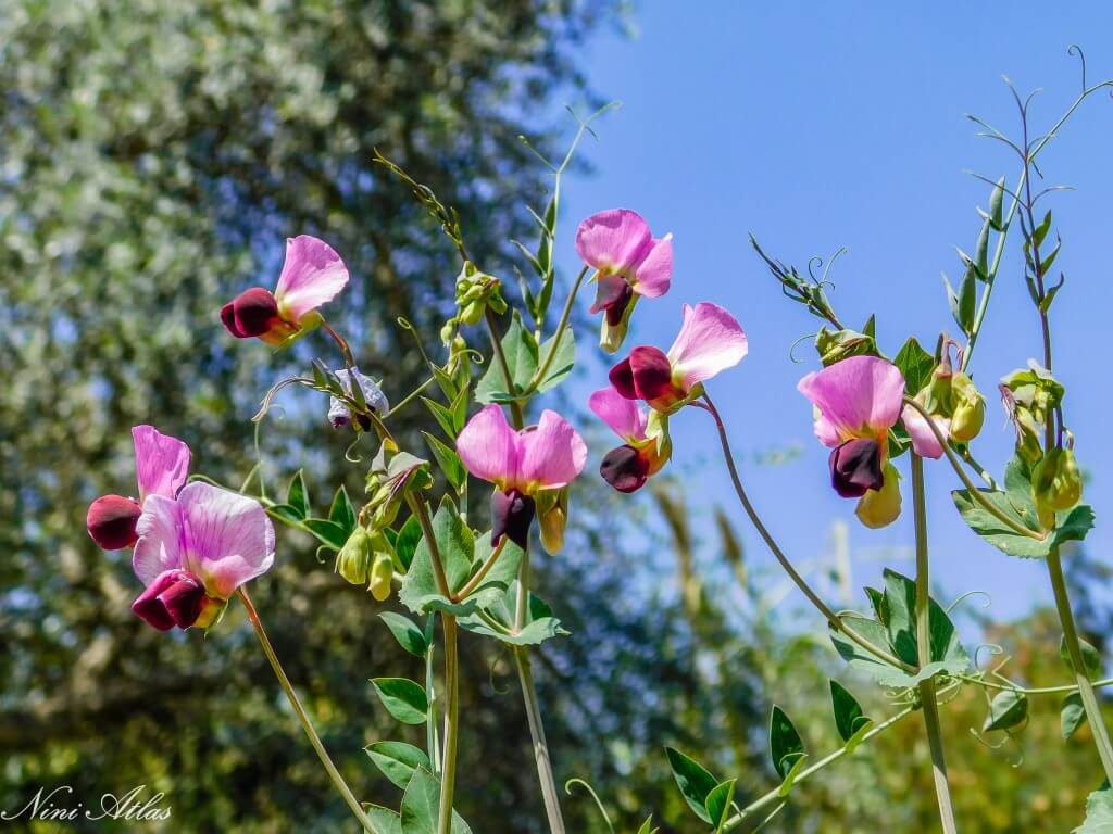 האחו הפורח