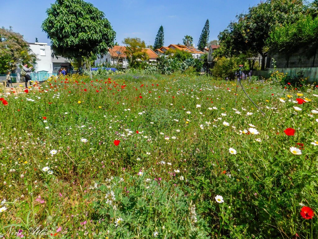 האחו הפורח באר יעקב