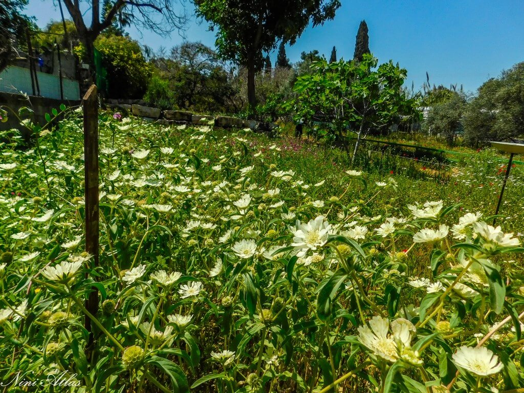 האחו הפורח באר יעקב תגית מצויה