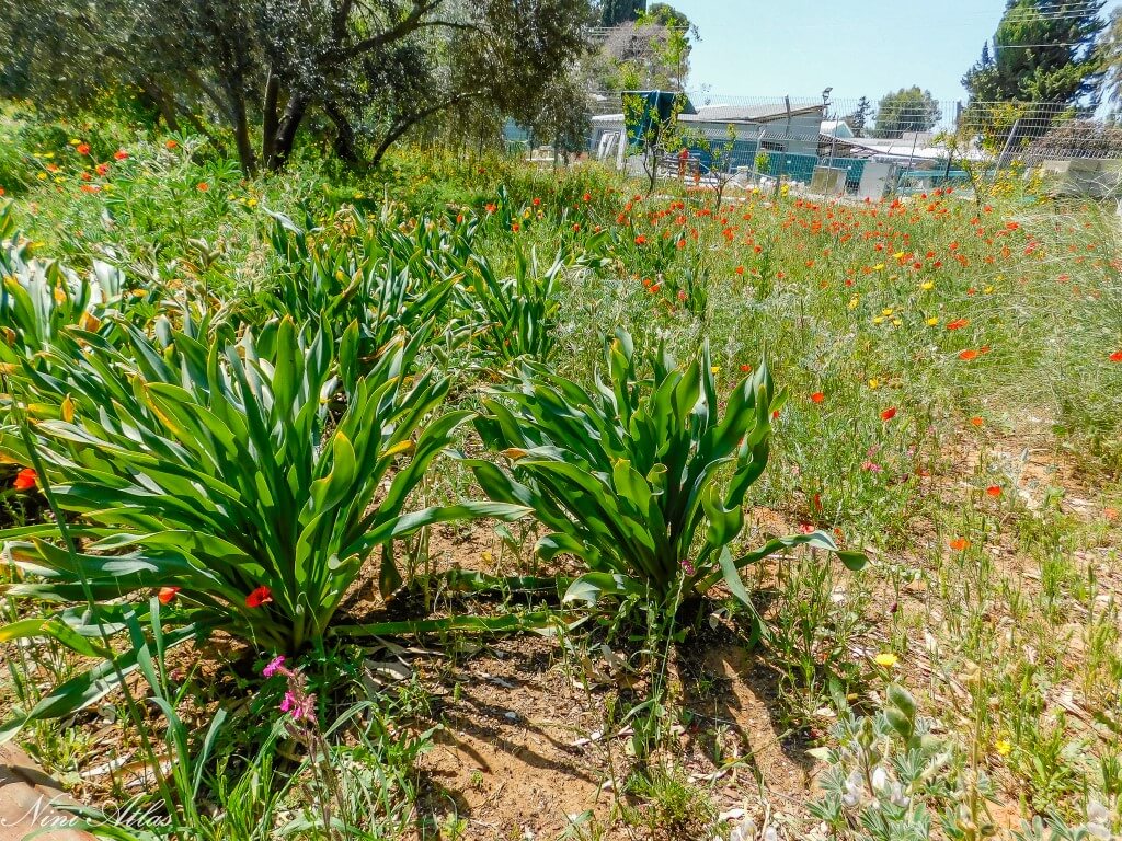 האחו הפורח באר יעקב