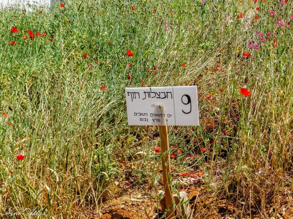 האחו הפורח באר יעקב