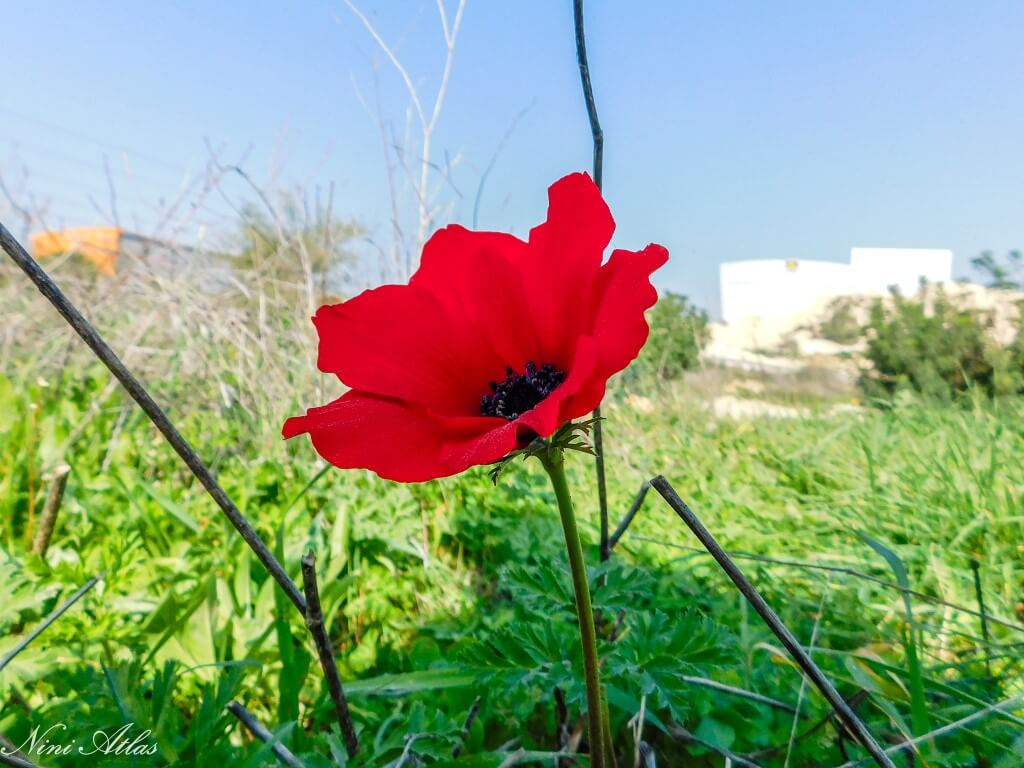 כלניות ביער שוהם