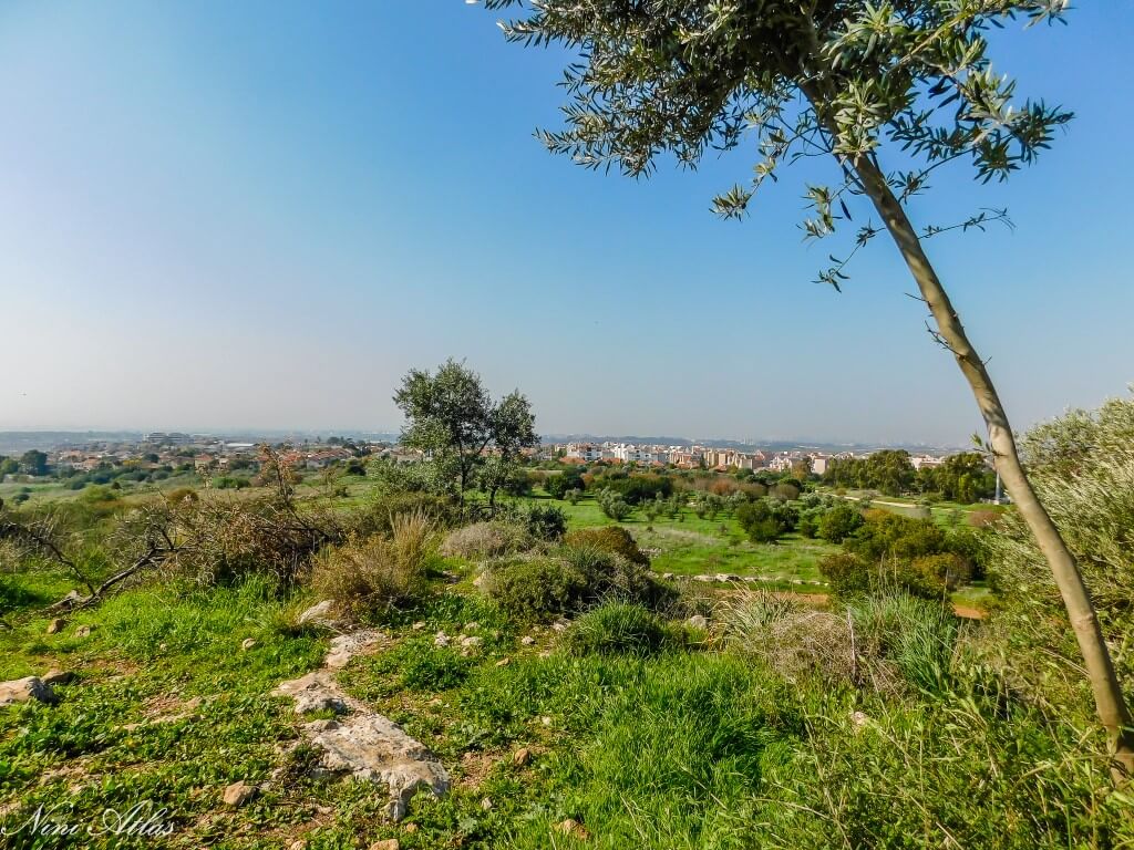 תצפיות יער שהם