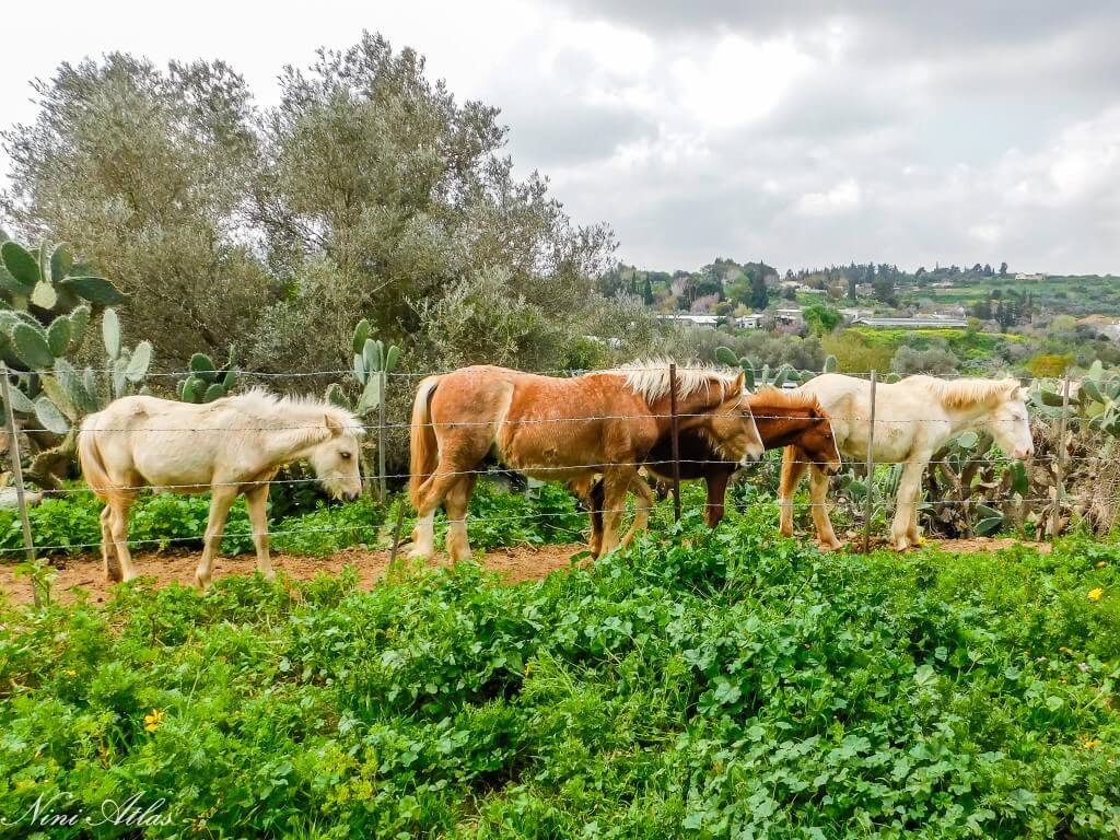 ברנצ'ו מניס