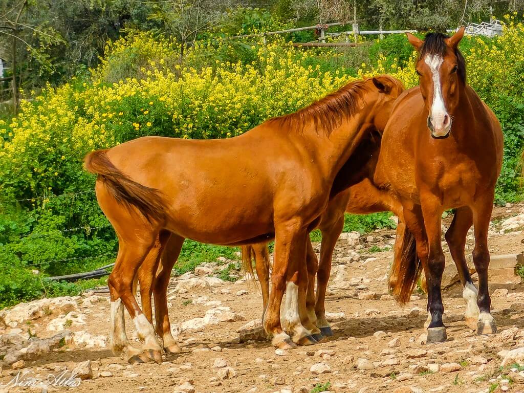 ברנצ'ו מניס