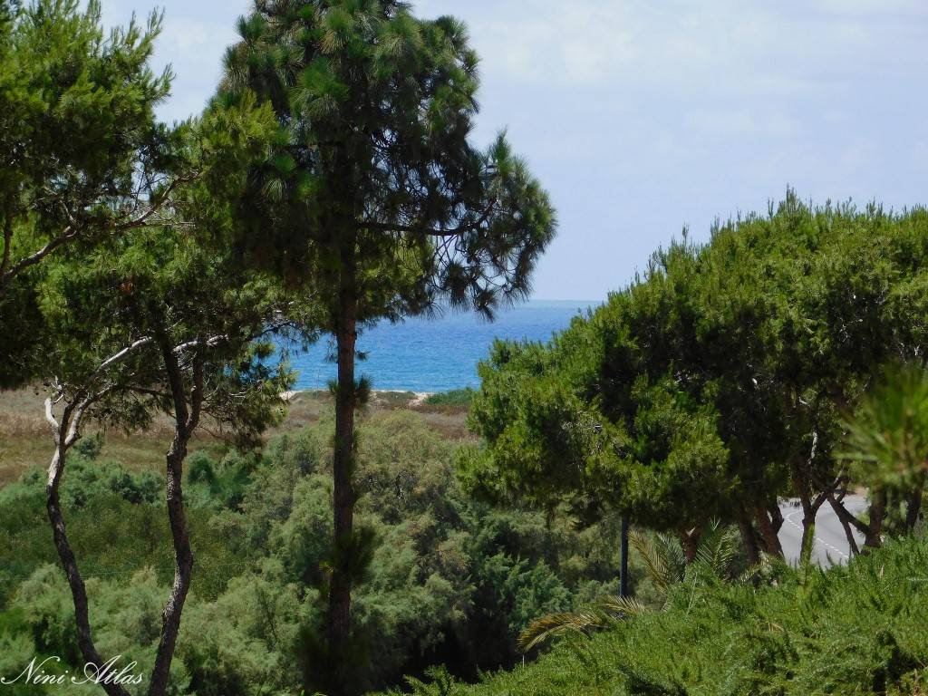 פסיפס הציפורים קיסריה מבט אל הים