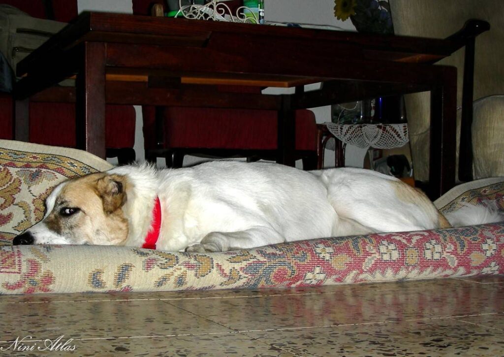 כלבה על שטיח