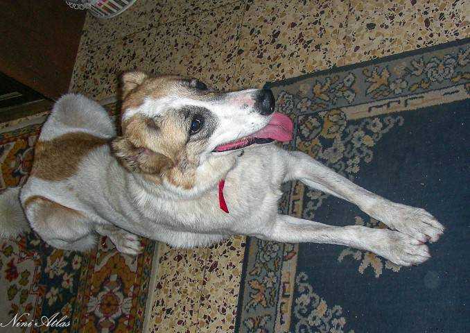 אימוץ כלבים כלבה על שטיח