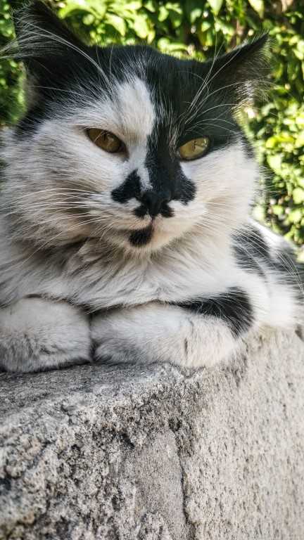 חתול על גדר אבן