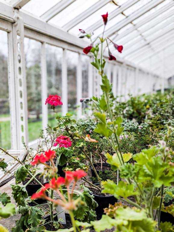 A Victorian greenhouse in white and glass with spice flowers