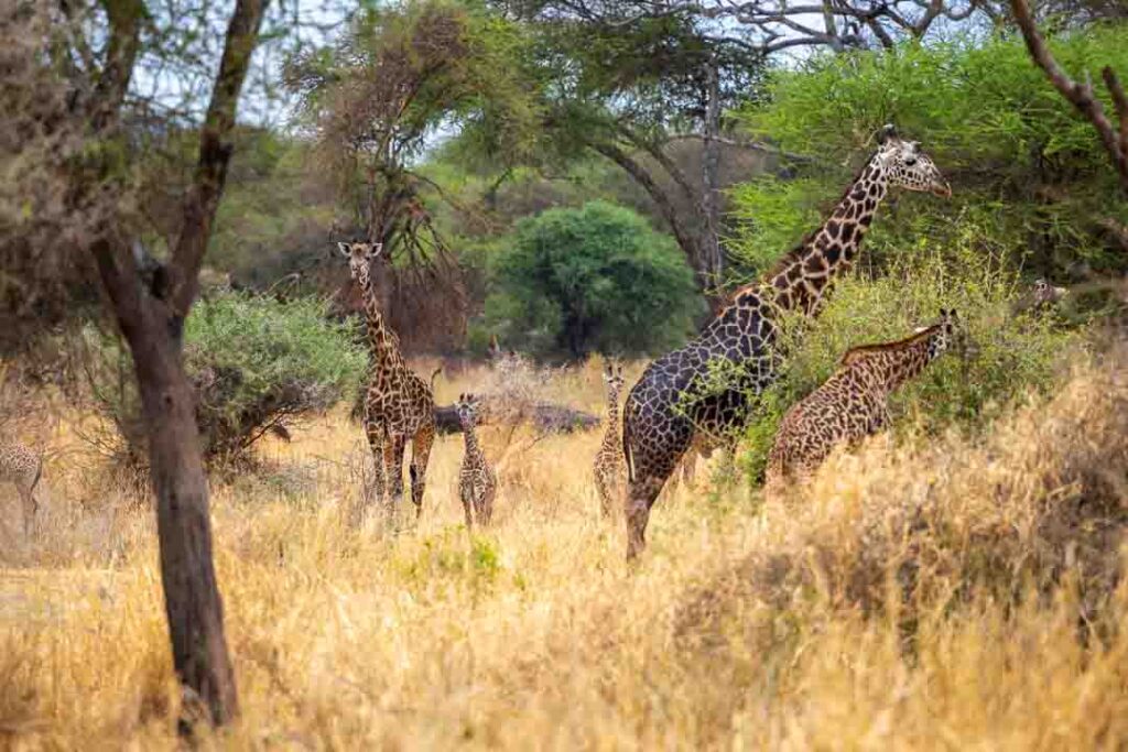 A family of Giraffes