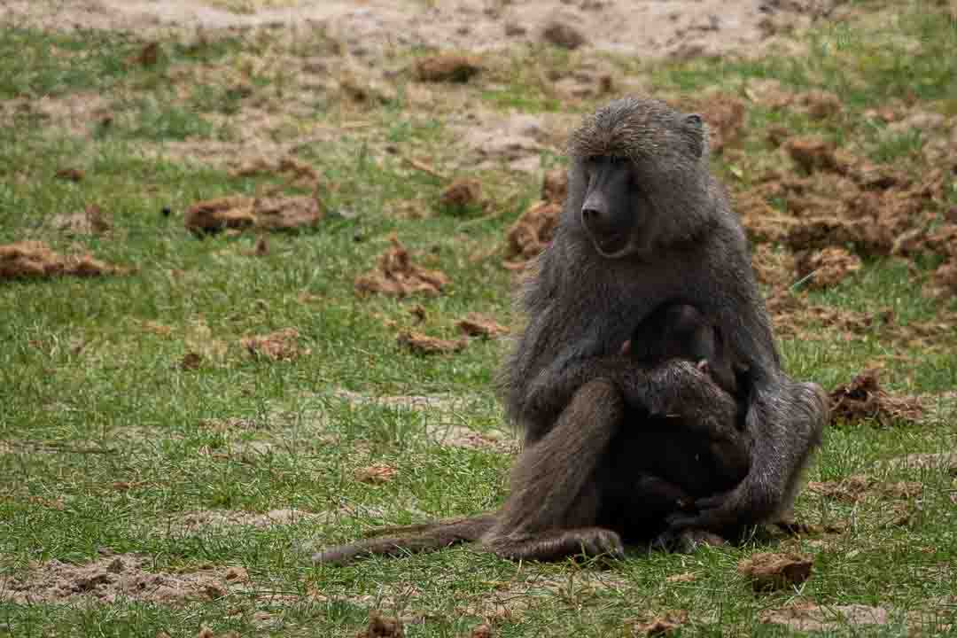 קופת בבון מניקה בשמורת הטרנגירי