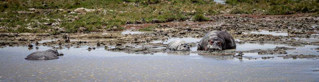 היפופוטמים