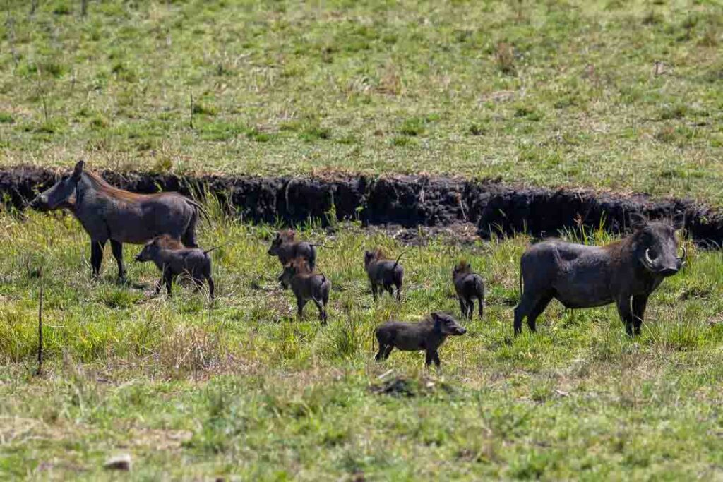 A family of Wart Hogs