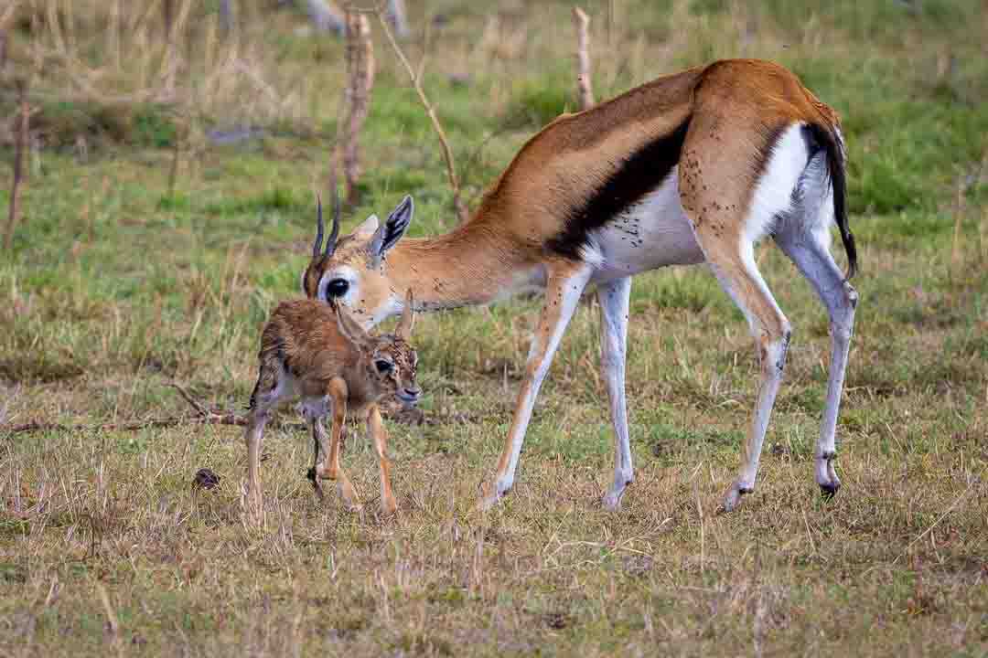 צבי תומסון עם וולד