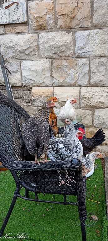 שבת תרנגולות גם יחד