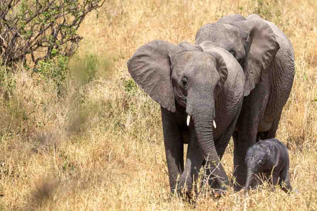עדר הפילים מגונן על פילון