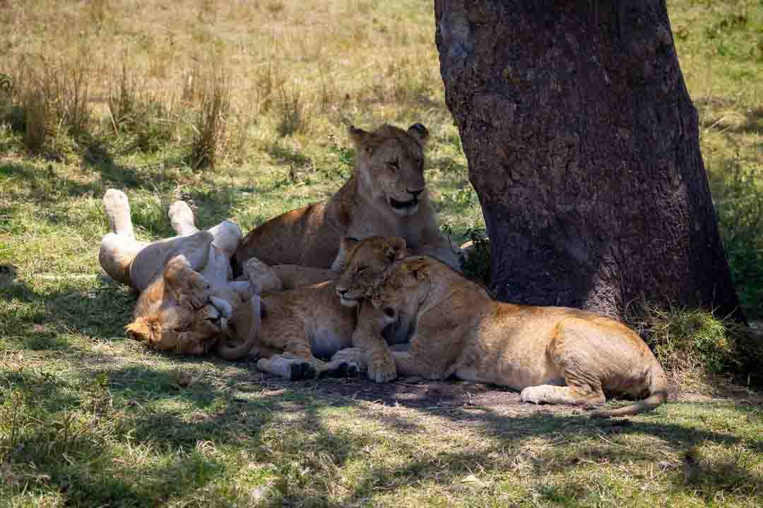 לביאה ושלושת גוריה